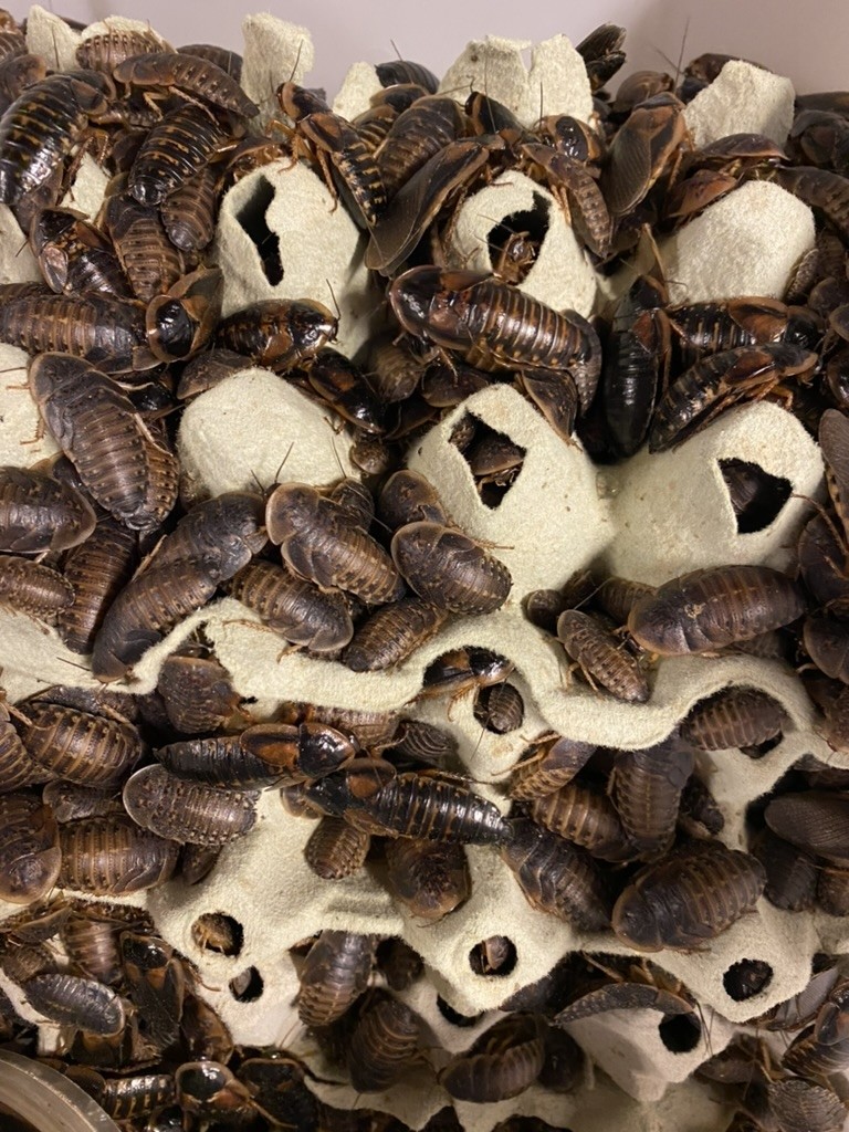 500gDubiakakerlakkeriblandedestrrelser-31